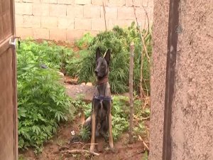 100 bin kök hint keneviri ile 80 kilogram esrar ele geçirildi