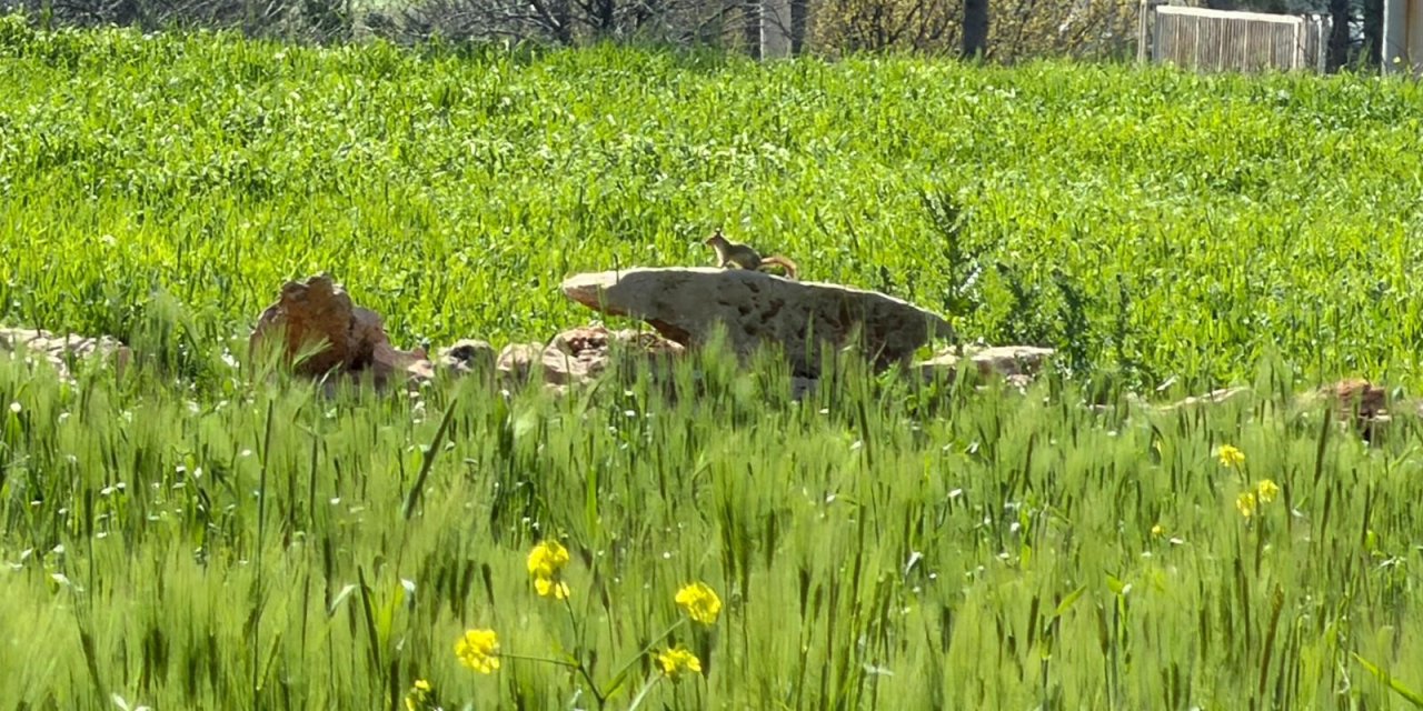 Diyarbakır’da kızıl sincap görüntülendi
