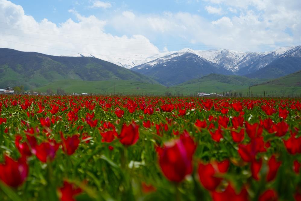 Muş Ovası’nda kırmızı şölen