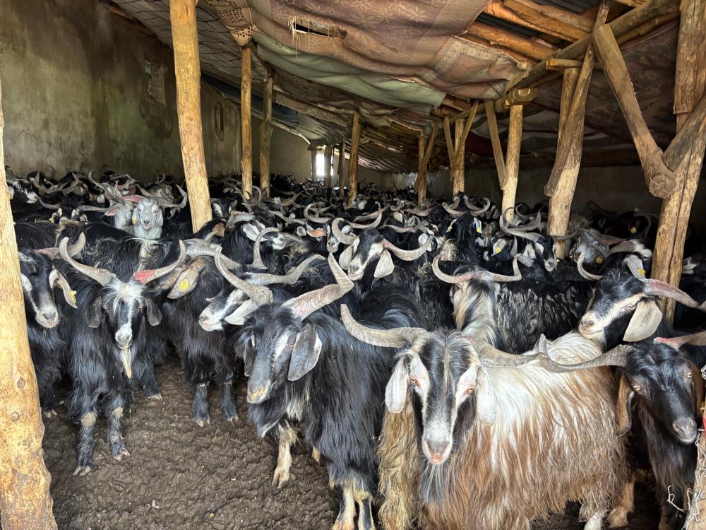 Soğuklar yaylaya çıkışı geciktirdi: Hayvanlar besiye alındı