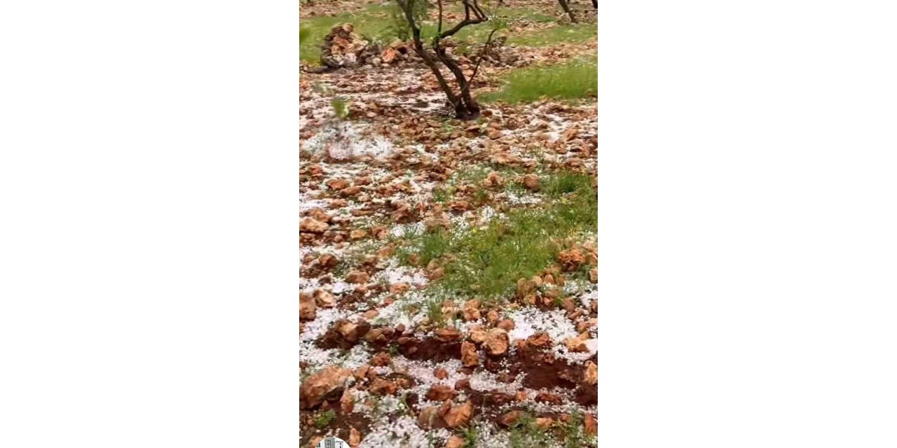 Gaziantep’te dolu fıstık ağaçlarına zarar verdi