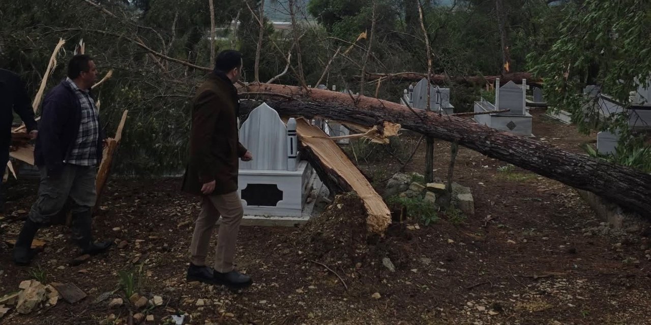Adıyaman’da fırtına da ağaçlar devrildi