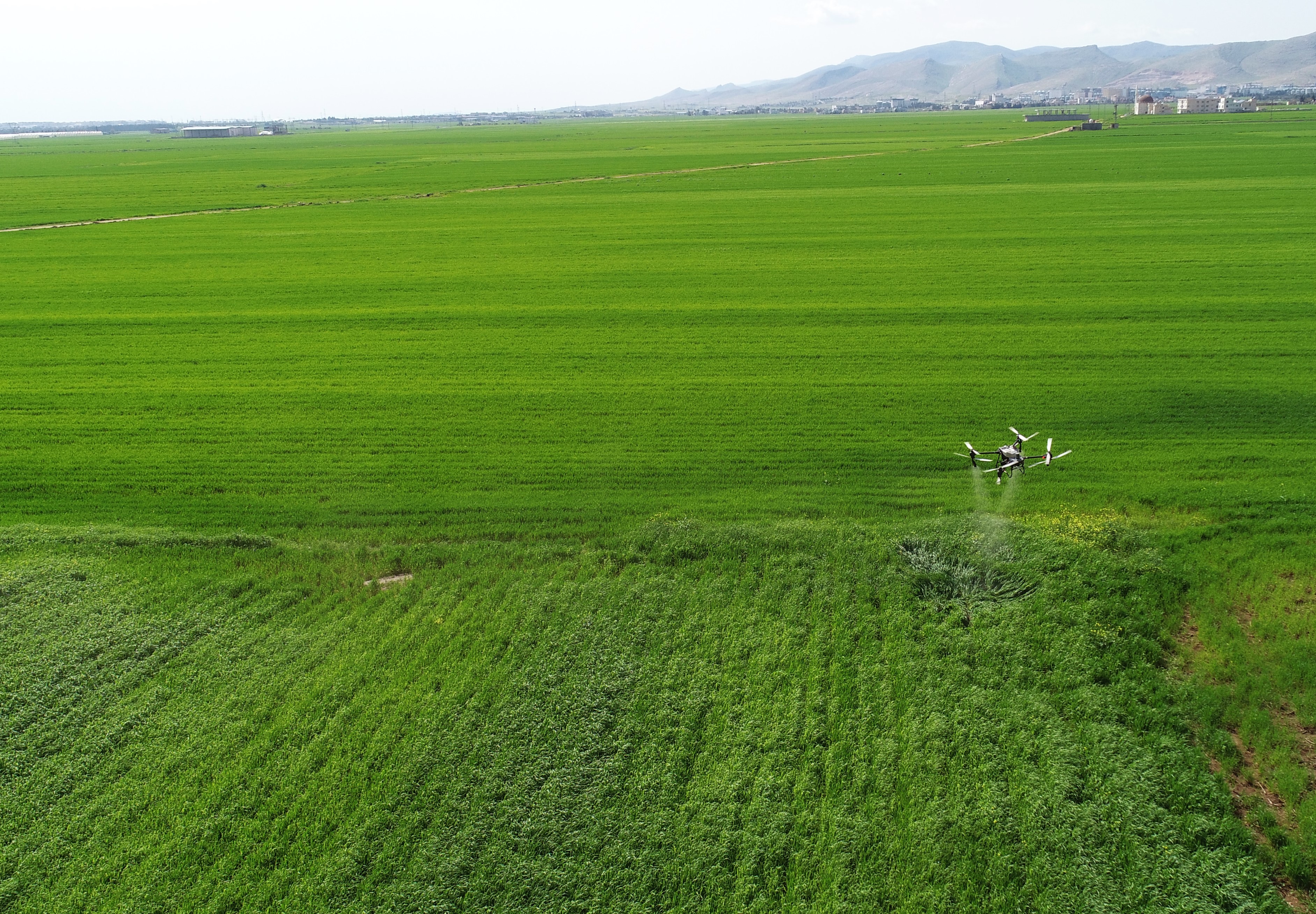 Mardin’de hububat hastalıklarına dronla ilaçlama