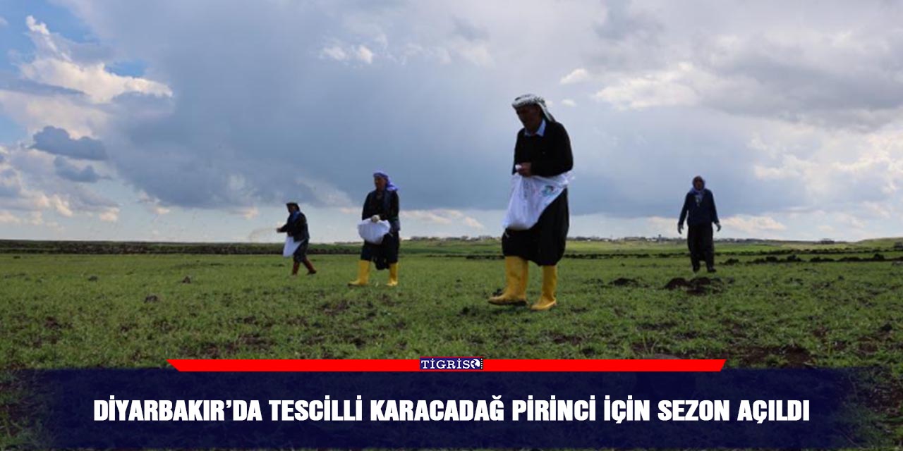 Diyarbakır’da tescilli Karacadağ pirinci için sezon açıldı