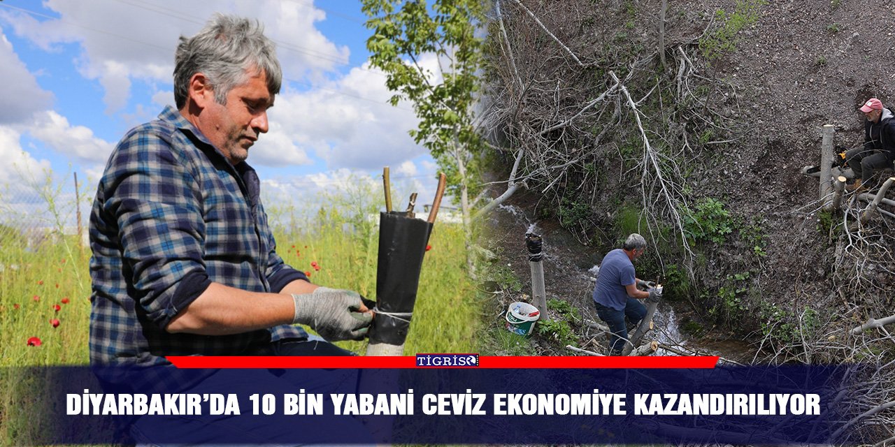 Diyarbakır’da 10 bin yabani ceviz ekonomiye kazandırılıyor