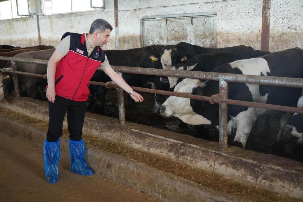 Muş’tan batı illerine 50 bin kurbanlık hayvan sevk edilecek
