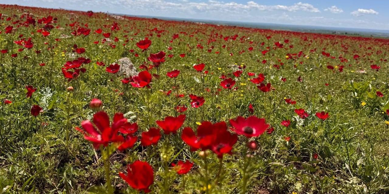 Şanlıurfa’da tarlalar gelincik çiçekleriyle renklendi