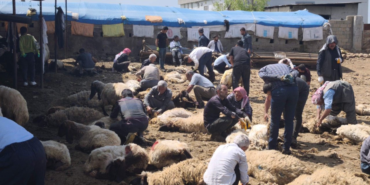 Şırnak’ta geleneksel koyun kırkma etkinliği düzenlendi