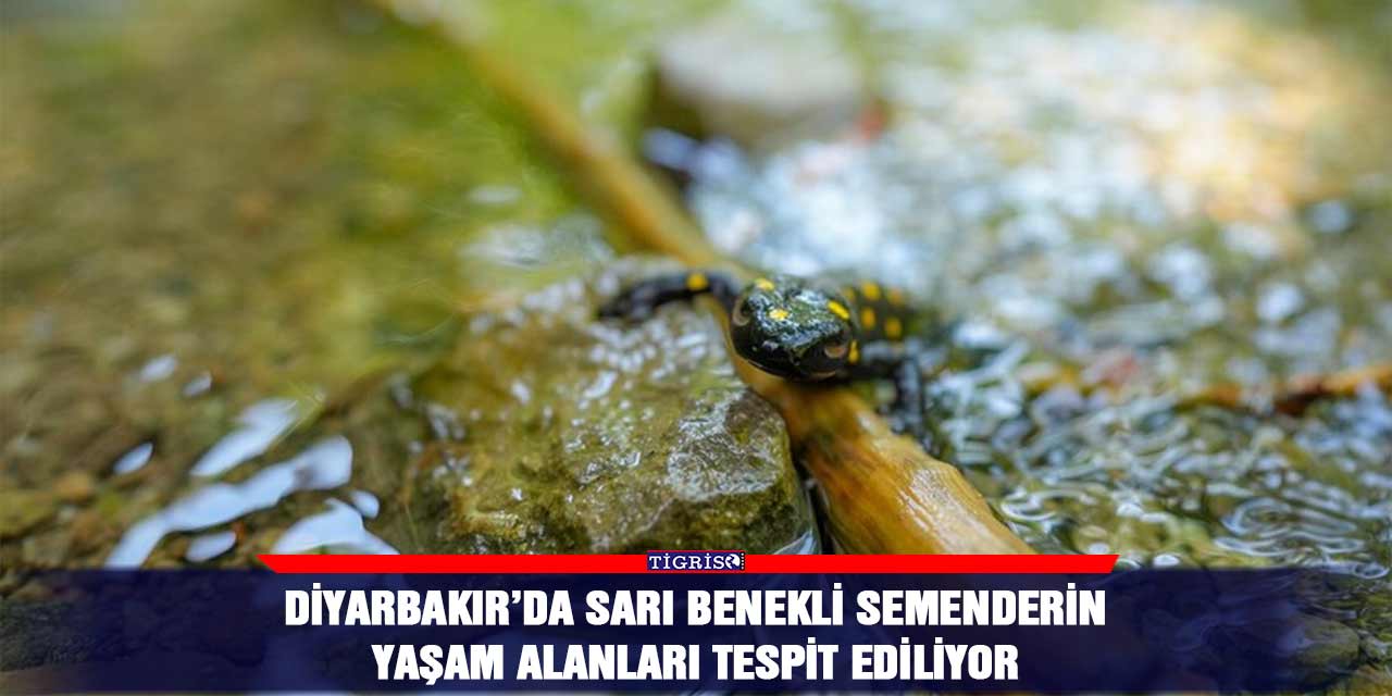 Diyarbakır’da sarı benekli semenderin yaşam alanları tespit ediliyor