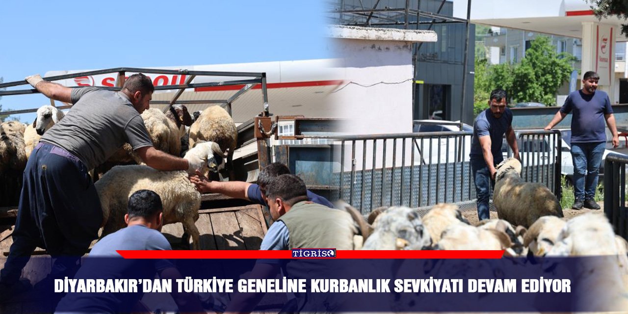 Diyarbakır’dan Türkiye geneline kurbanlık sevkiyatı devam ediyor