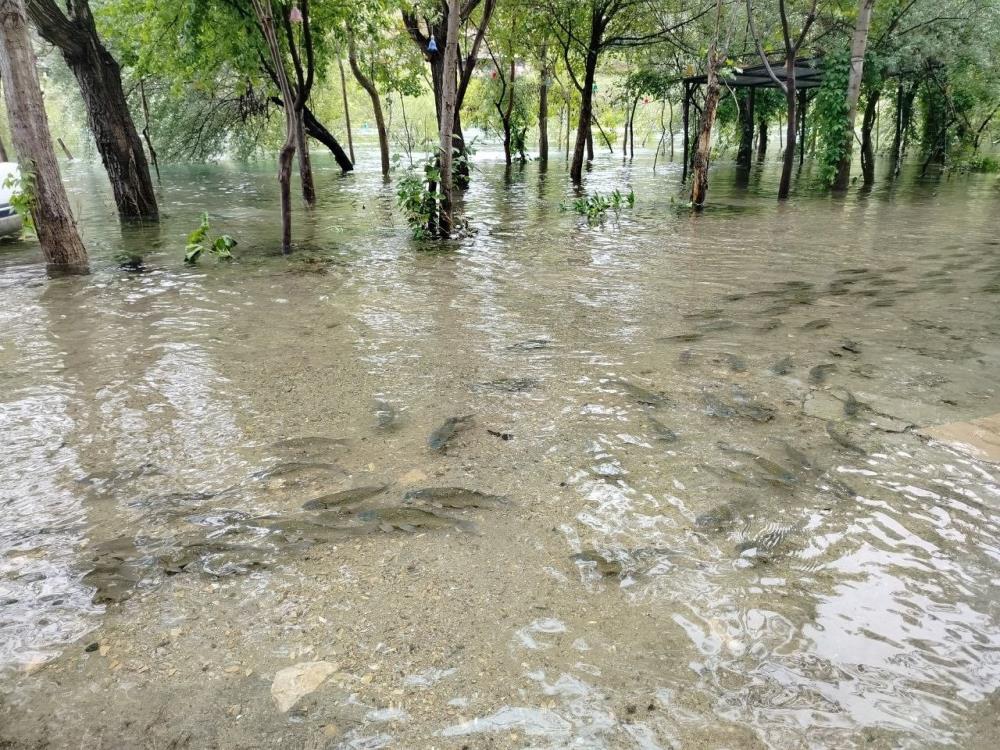 Fırat Nehri'nde akıntı arttı: Binlerce balık kıyıya akın etti