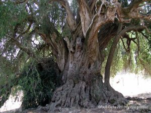 Zeytinin anavatanı bir çıkış yolu arıyor