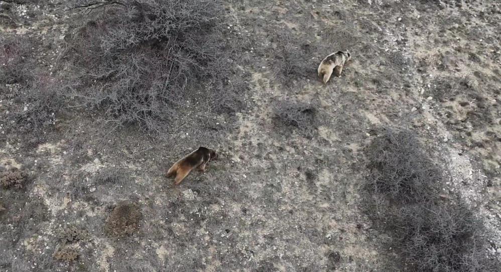 Köyde ayı saldırısı: 20 koyun telef oldu