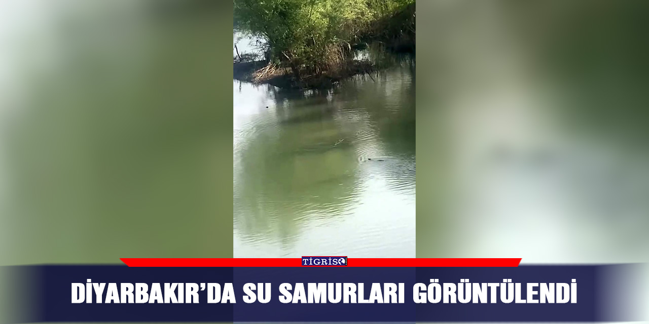 Diyarbakır’da su samurları görüntülendi