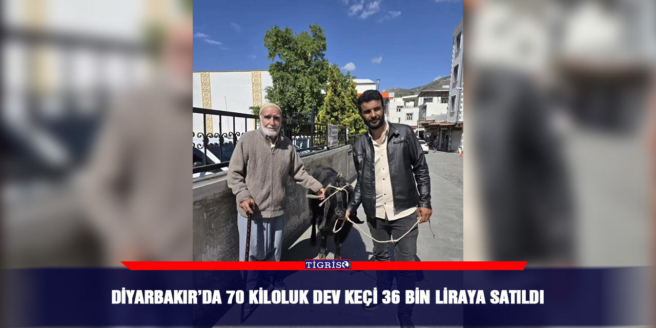 Diyarbakır’da 70 kiloluk dev keçi 36 bin liraya satıldı