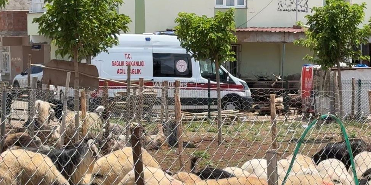 Diyarbakır’da kasaplardan bayram öncesi uyarı: “Ehil olmayan yaklaşmasın”