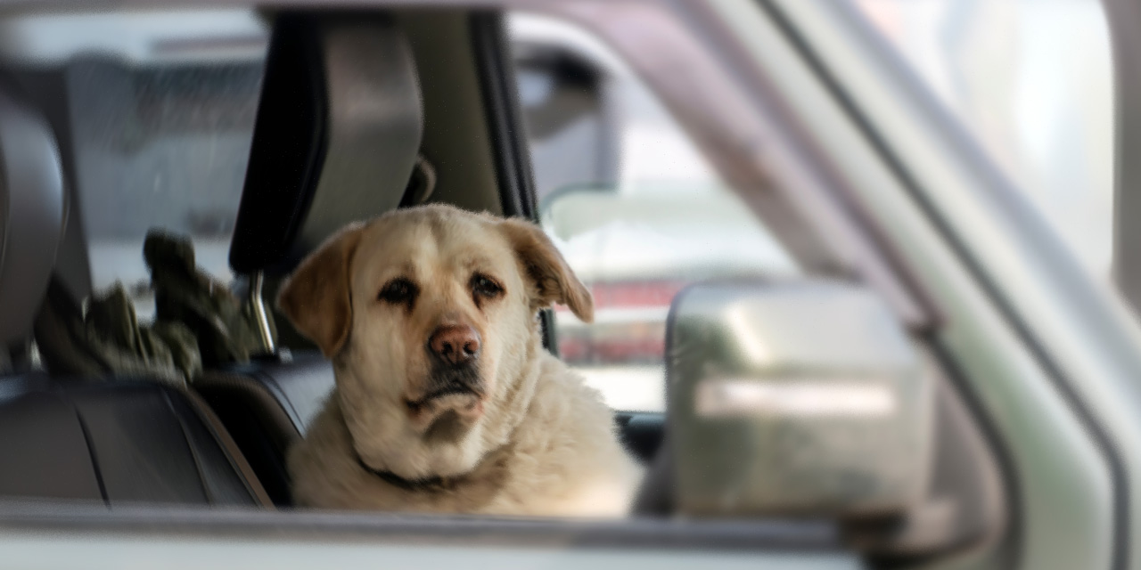Akılalmaz olay: Köpek pompalı tüfekle kadını vurdu