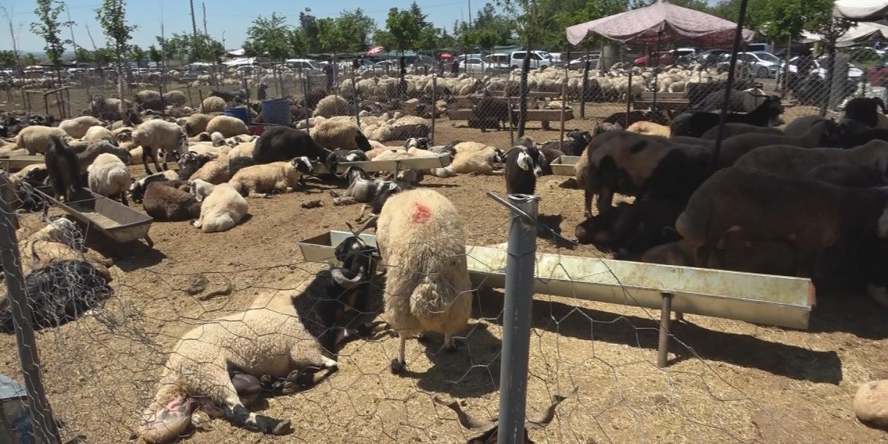 Diyarbakır’da 18 noktada kurban kesimi başladı