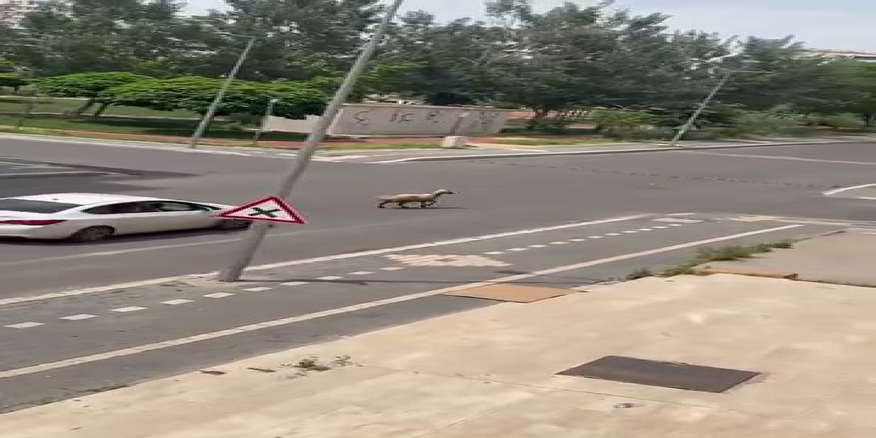 Diyarbakır'da kaçan kurbanlık trafiğin altını üstüne getirdi