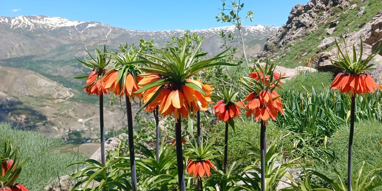 Hakkari'de 2 bin 700 rakımda açan ters laleler görüntülendi