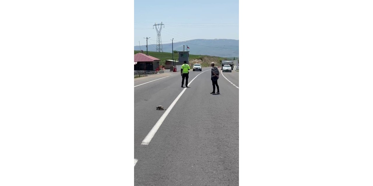 Polis kaplumbağa için trafiği durdurdu