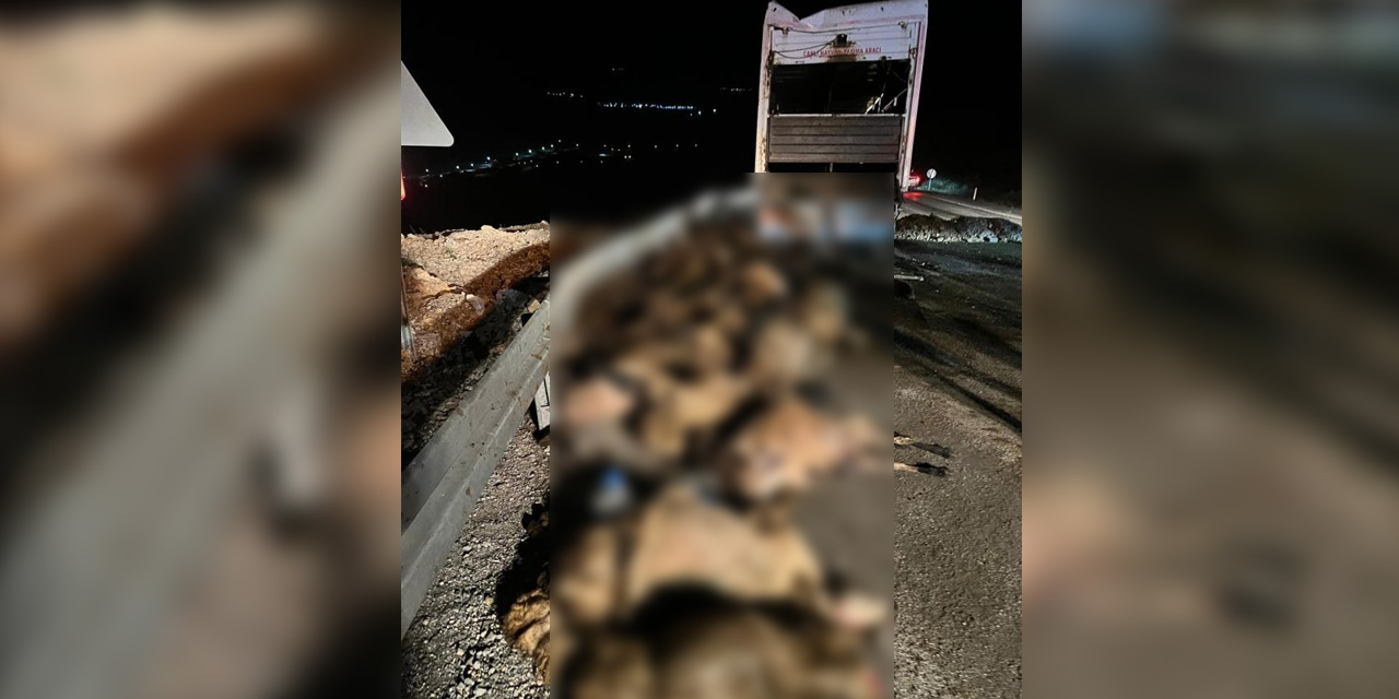 Koyun yüklü TIR devrildi: 60 hayvan telef oldu