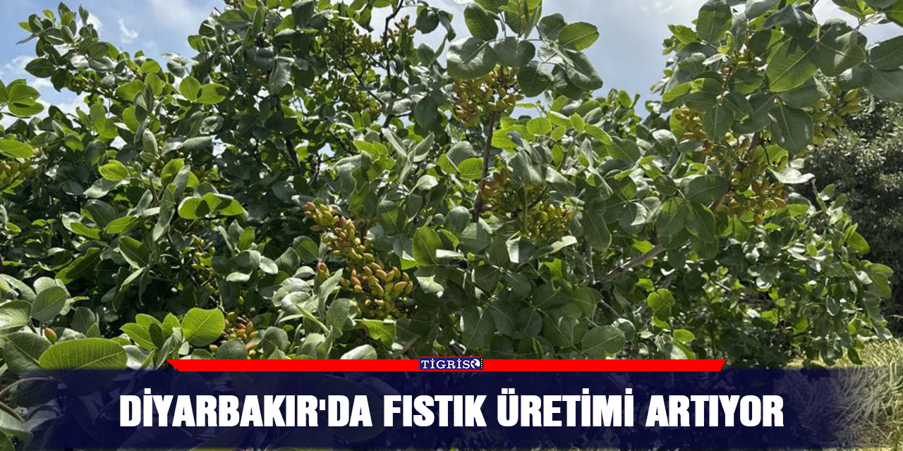 Diyarbakır'da fıstık üretimi artıyor