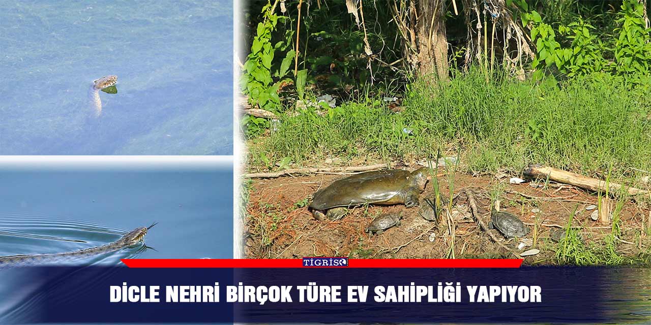 Dicle Nehri birçok türe ev sahipliği yapıyor