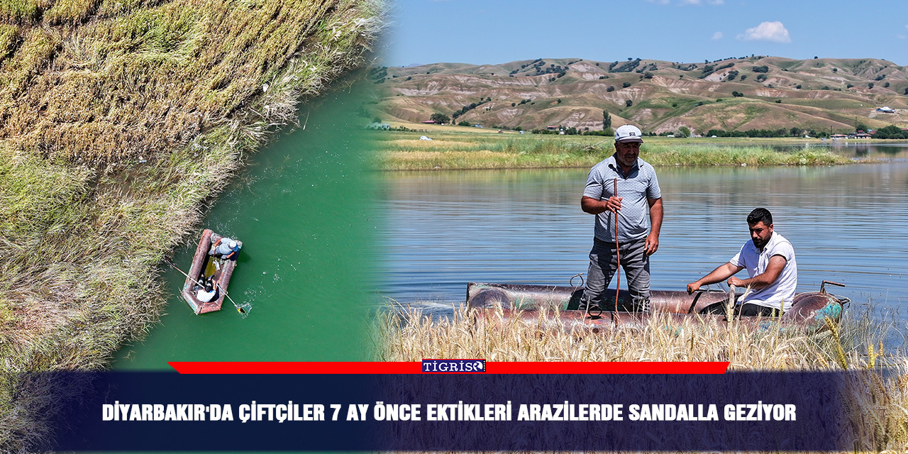 Diyarbakır'da çiftçiler 7 ay önce ektikleri arazil