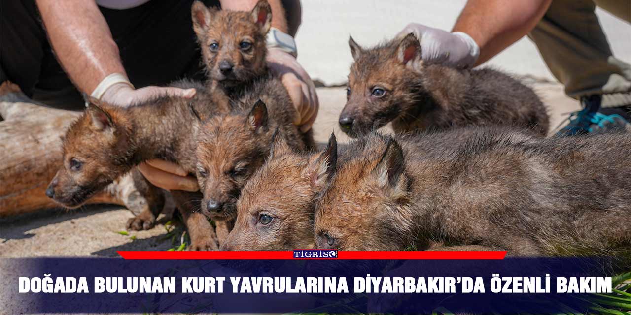 Doğada bulunan kurt yavrularına Diyarbakır’da özen