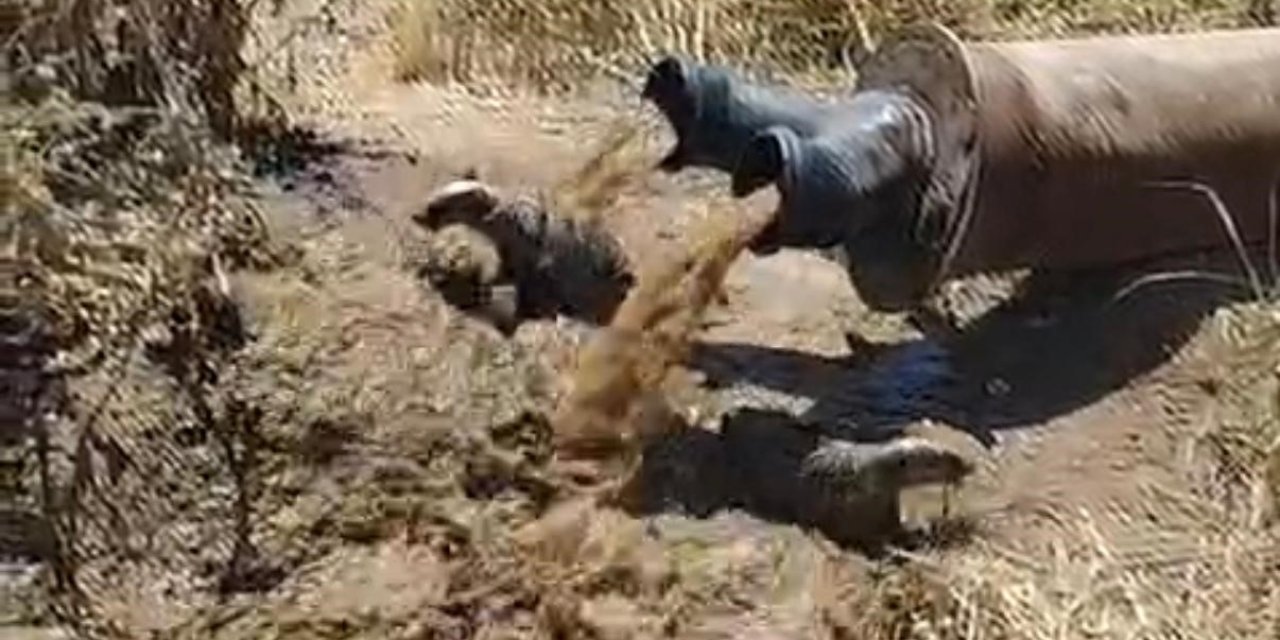 Diyarbakır'da sulama borusundan porsuk çıktı