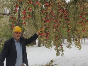 Elmalar dalında kar altında kaldı