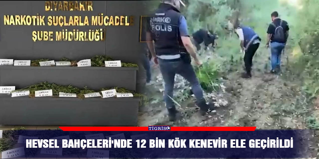Hevsel Bahçeleri'nde 12 bin kök kenevir ele geçirildi