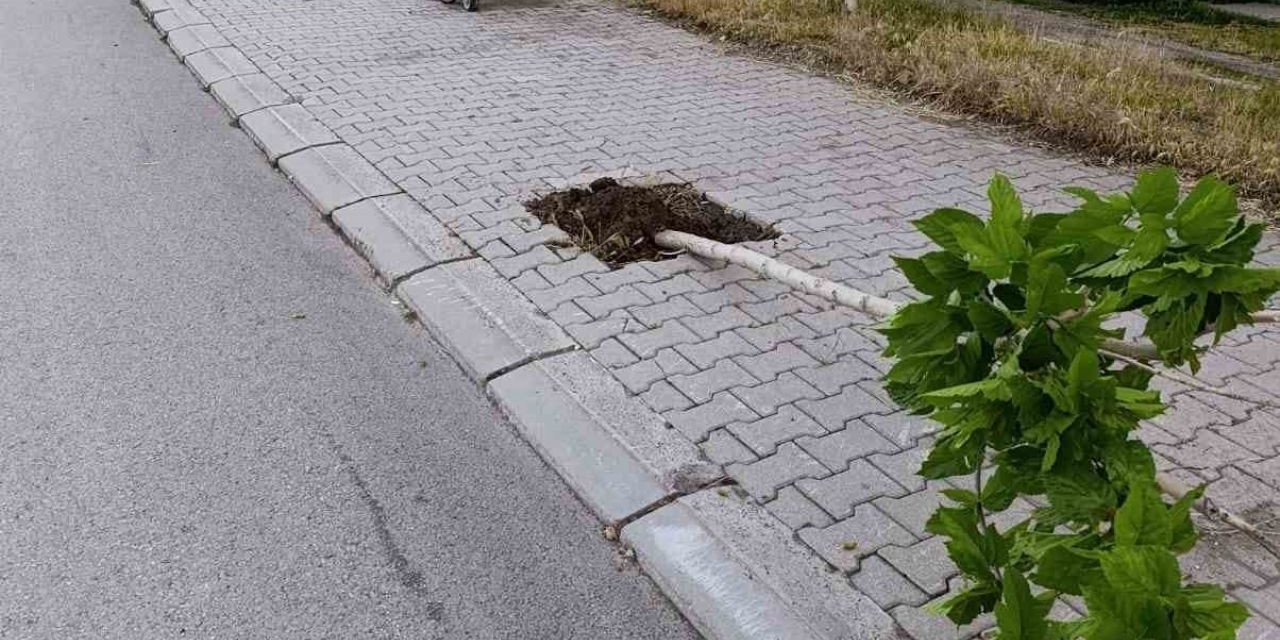 Ağaçlara zarar veren şüpheli tespit edilip yakalandı