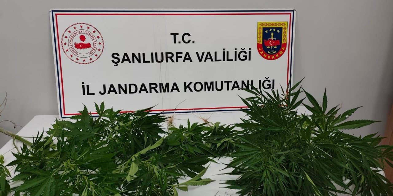 Şanlıurfa'da uyuşturucu operasyonu
