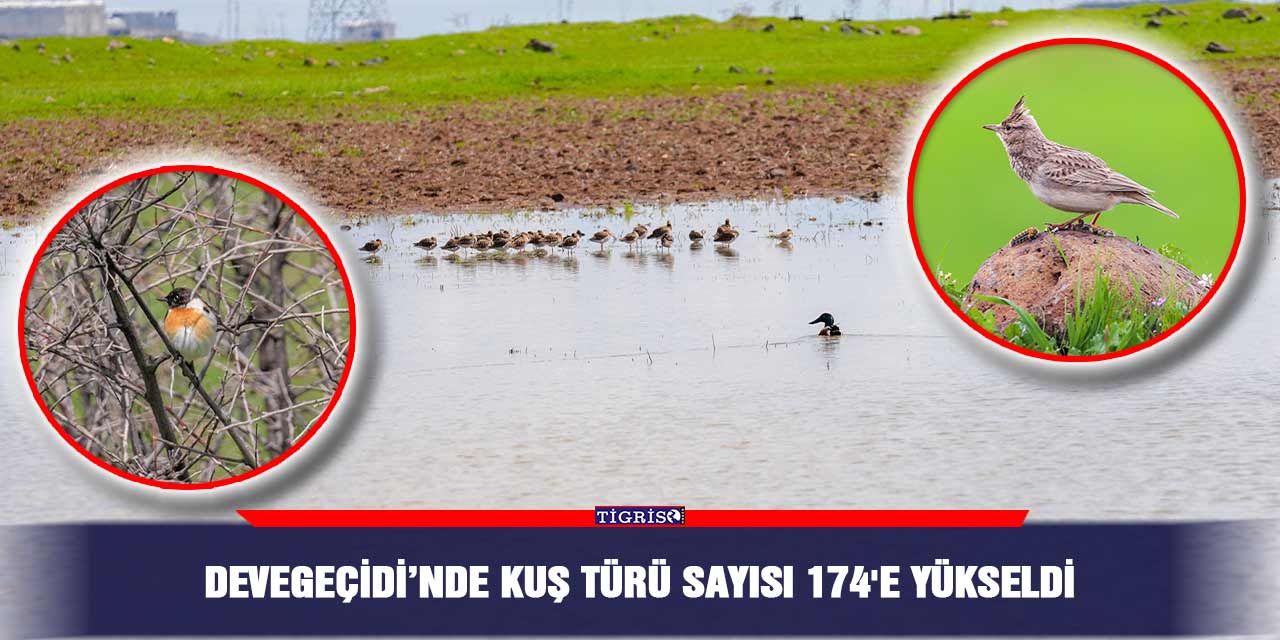 Devegeçidi’nde kuş türü sayısı 174'e yükseldi