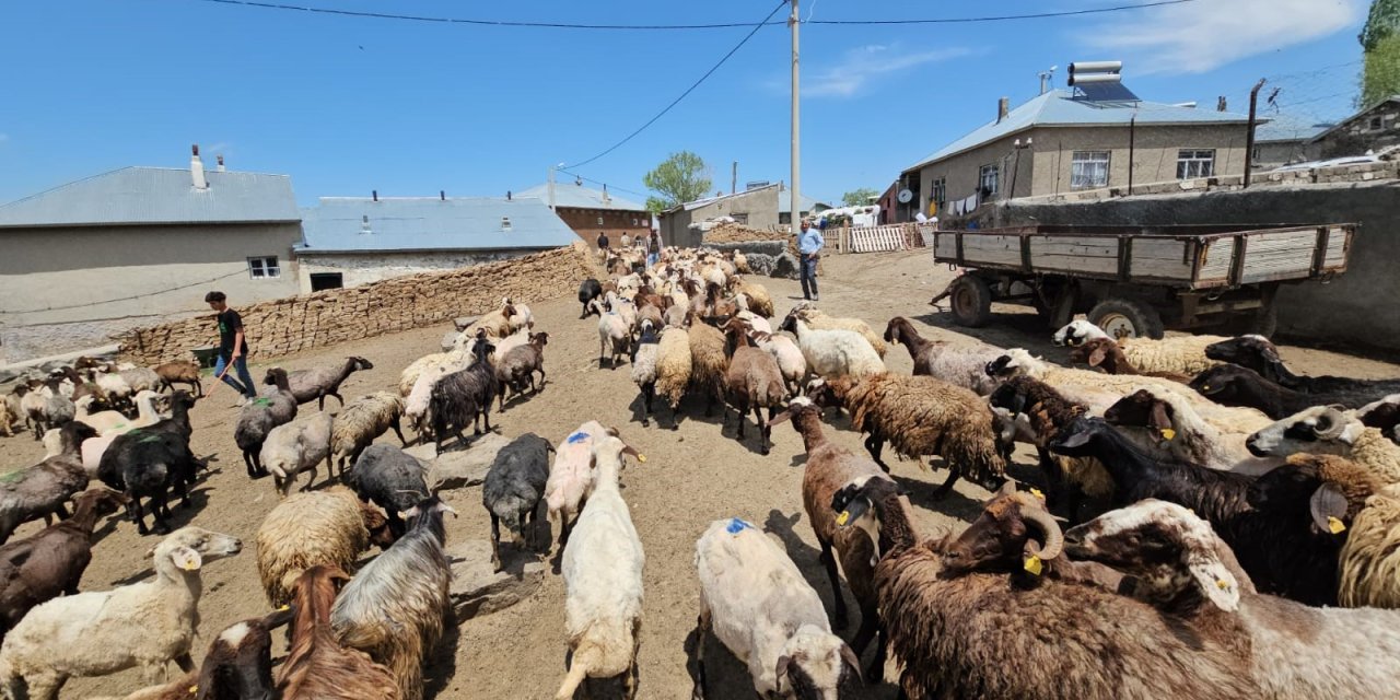 Bitlis’te yayla hareketliliği arttı