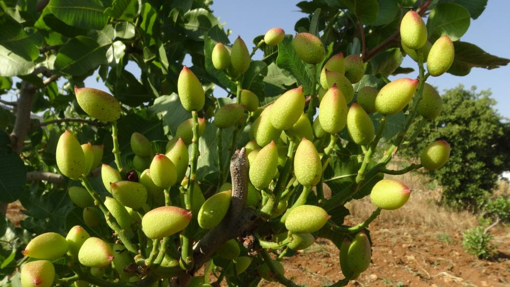 Gercüş’te fıstık aşılama mesaisi başladı