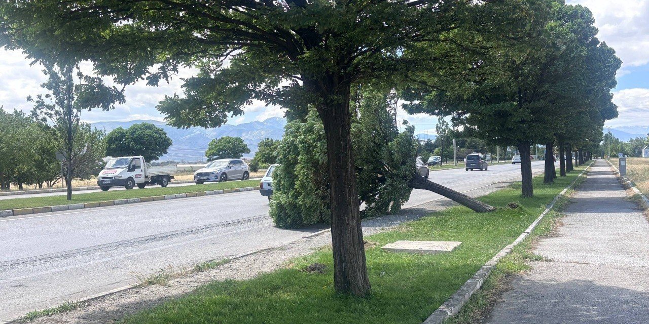 Şiddetli rüzgardan ağaçlar devrildi