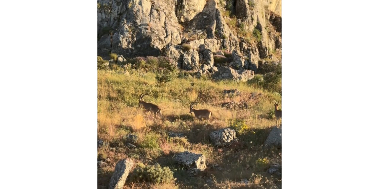 Harput’ta dağ keçileri görüldü