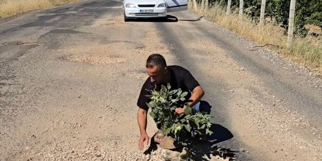 Çermik'te yollarda oluşan çukurlara ağaç diktiler