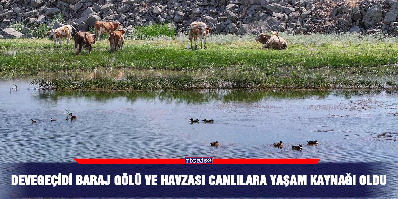 Devegeçidi Baraj Gölü ve Havzası canlılara yaşam kaynağı oldu