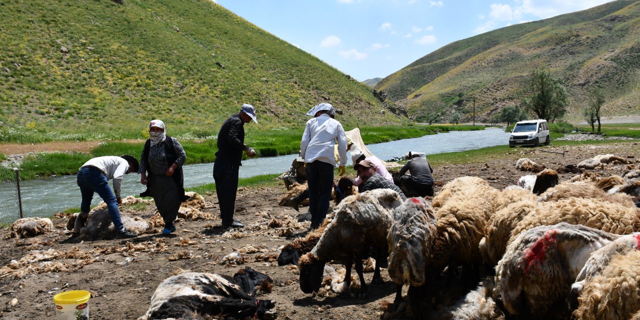 Şırnak’ta besicilerin koyun kırkma mesaisi başladı