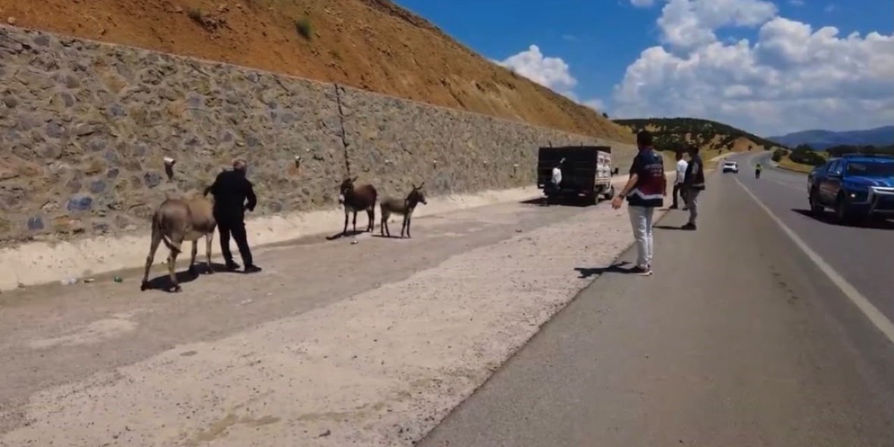 Bingöl’de başıboş hayvanlar toplandı