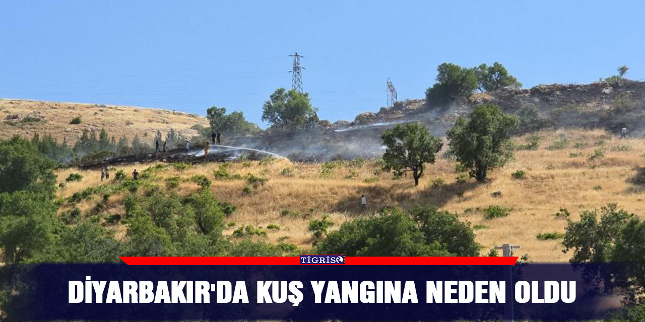 Diyarbakır'da kuş yangına neden oldu