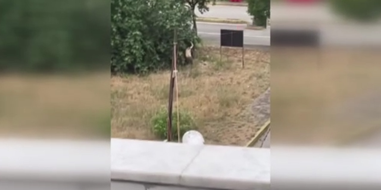 Tartıştığı amcasını palayla öldürdü