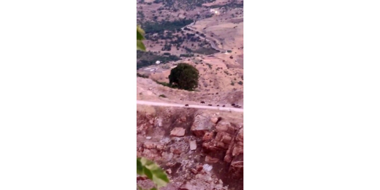 Diyarbakır domuz sürüsü görüntülendi