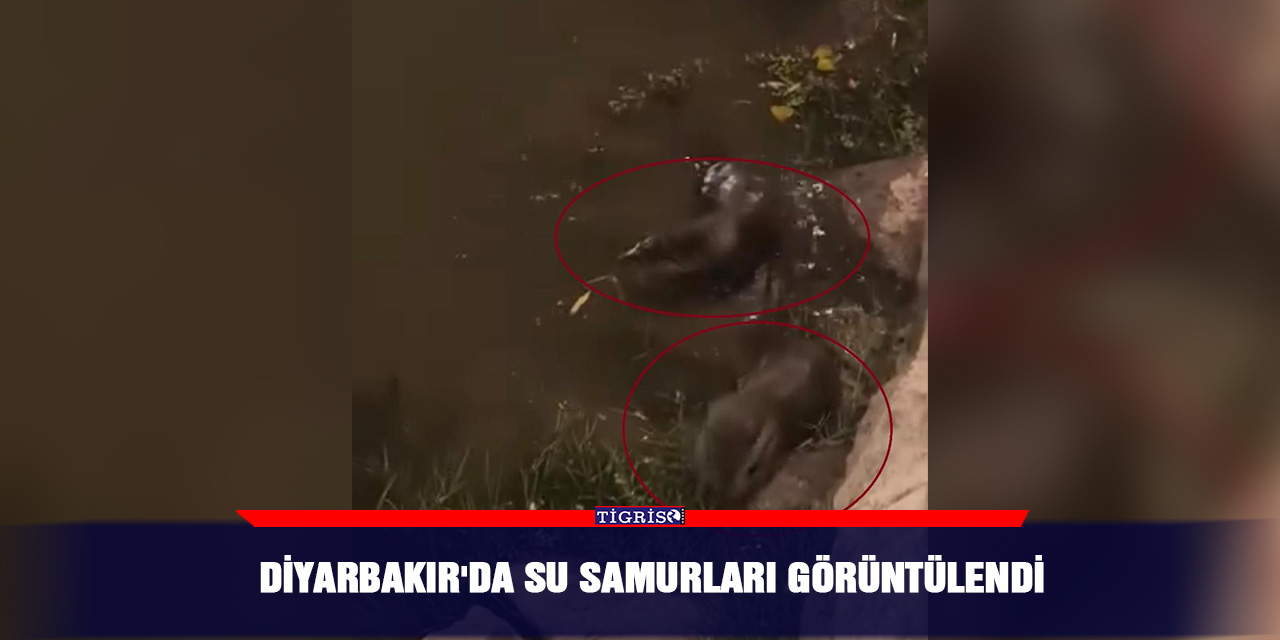 Diyarbakır'da su samurları görüntülendi