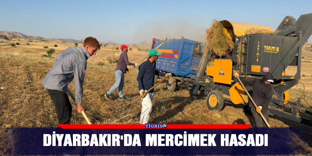 Diyarbakır'da mercimek hasadı