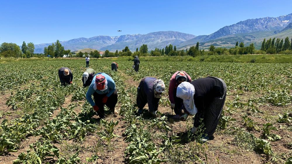 35-40 derecede ekmek mücadelesi: Kadınlar tarlada
